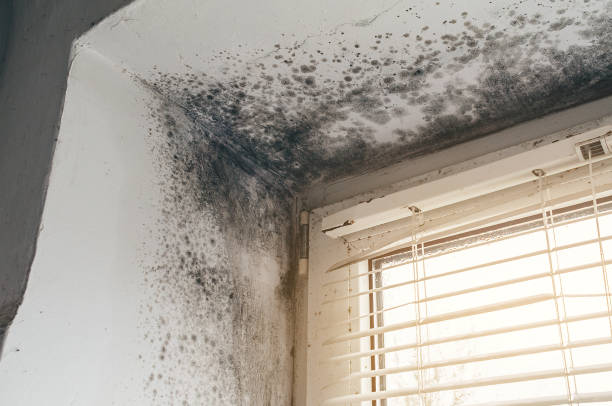 Trusted Commercial Mold Remediation service in Vienna, IL - Cheap Mold Removal