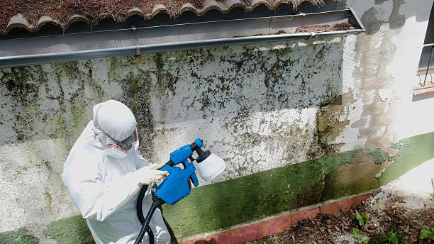 Trusted Attic Mold Removal service in Vienna, IL - Cheap Mold Removal